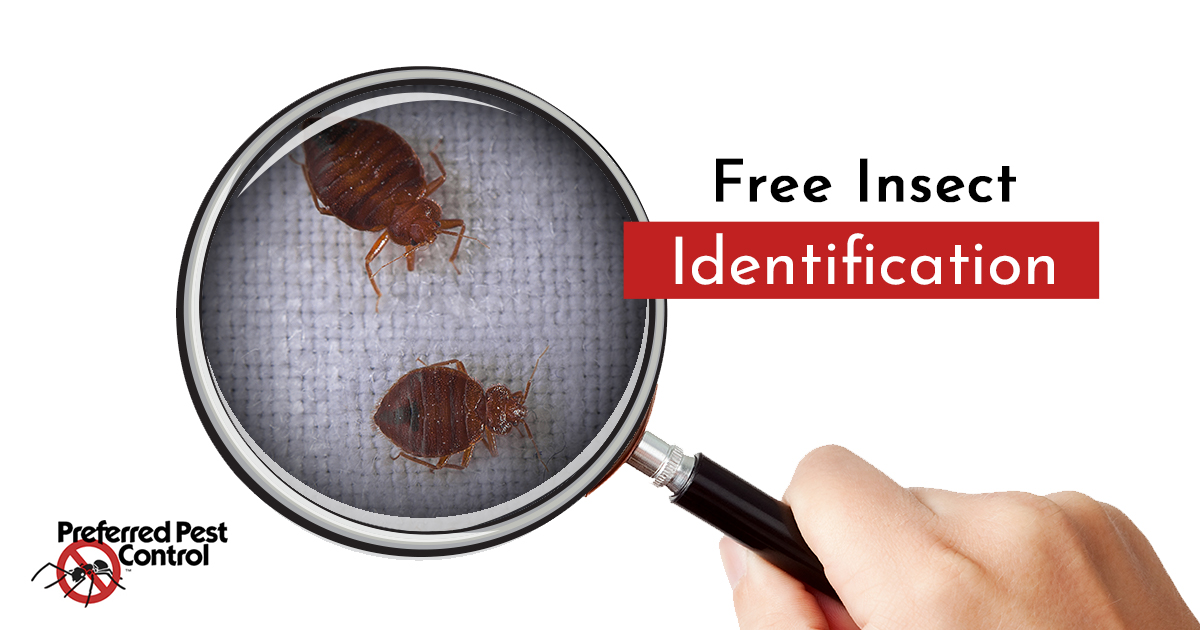 Pest identification deals